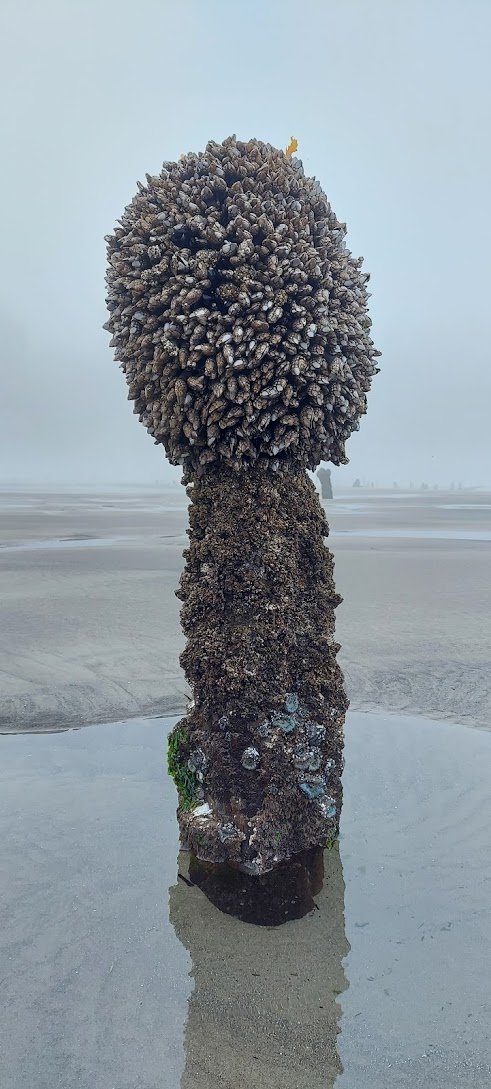 Visiting Neskowin Ghost Forest at Super Low Tide