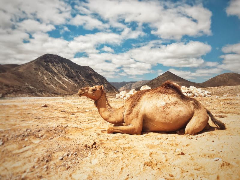 camel resting mughsail beach salalah oman