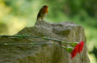 Vogel und Nelken.