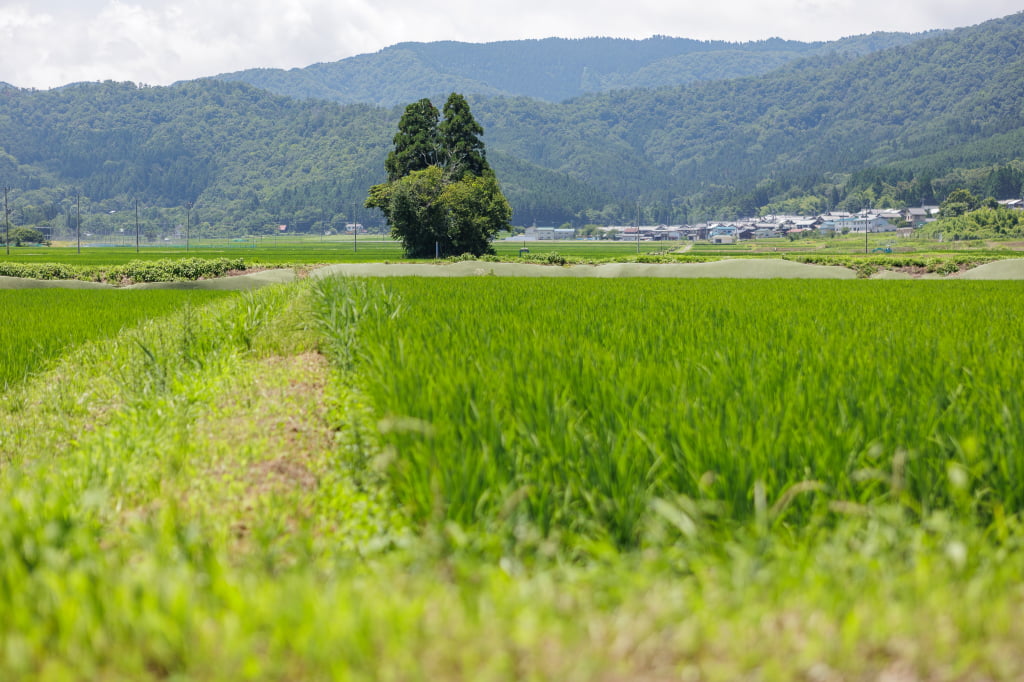 トトロの木│滋賀県高島市で不思議な出会い