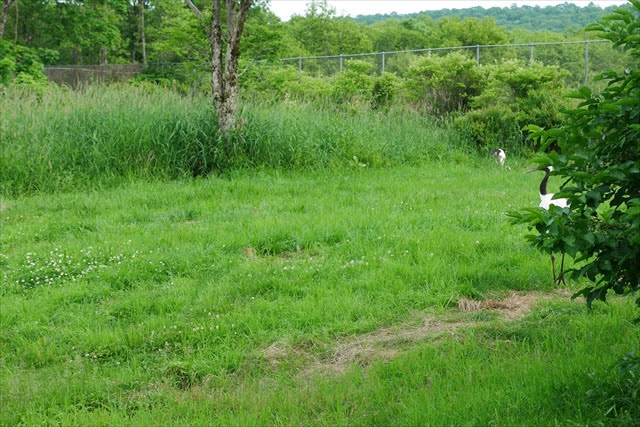 釧路市丹頂鶴自然公園