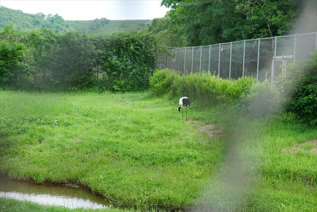 釧路市丹頂鶴自然公園