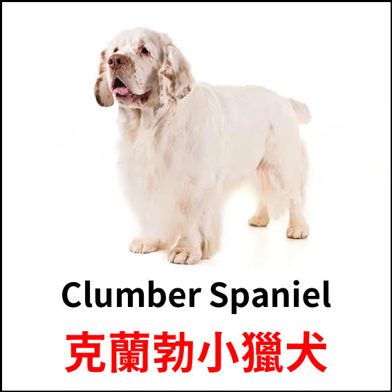 Clumber Spaniel - 克蘭勃小獵犬 - 狗狗品種