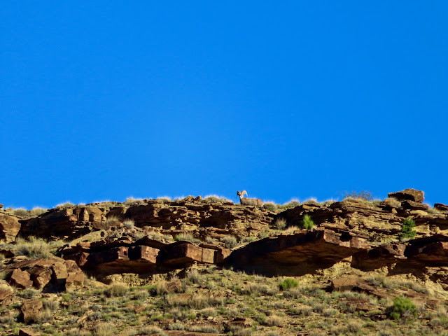 Bighorn sheep checking me out