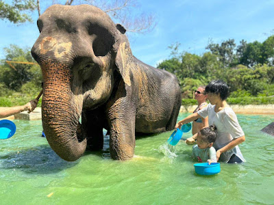 Half-Day Elephant Explorer at Phuket Elephant Care Sanctuary in Naithon