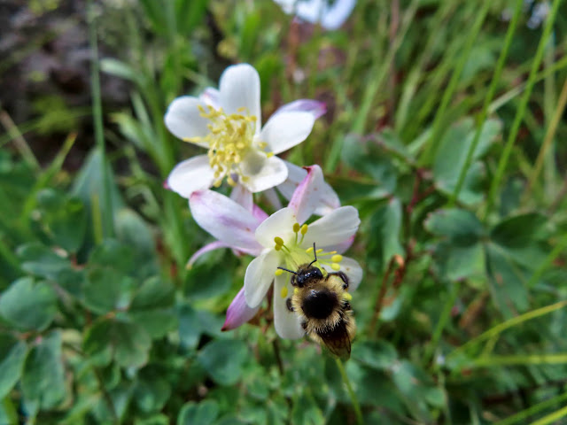 Bee on a columbine