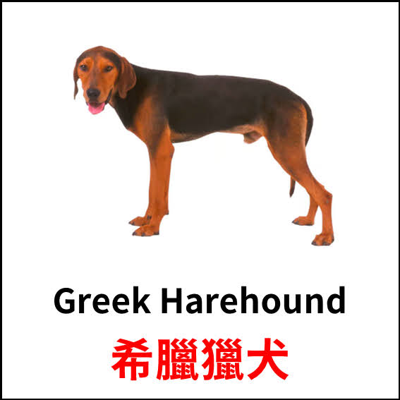 Greek Harehound - 希臘獵犬 - 狗狗品種