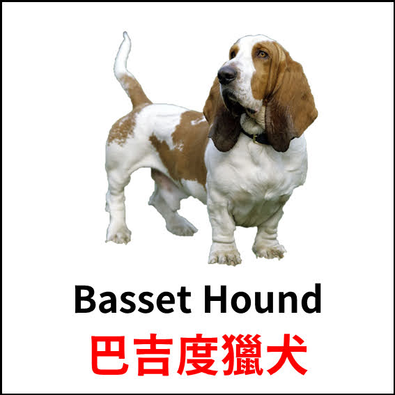 Basset Hound - 巴吉度獵犬 - 狗狗品種