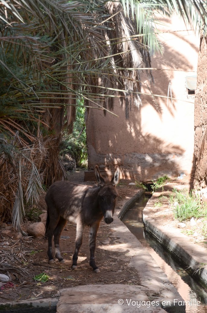 Taroudant - oasis Tiout, palmeraie