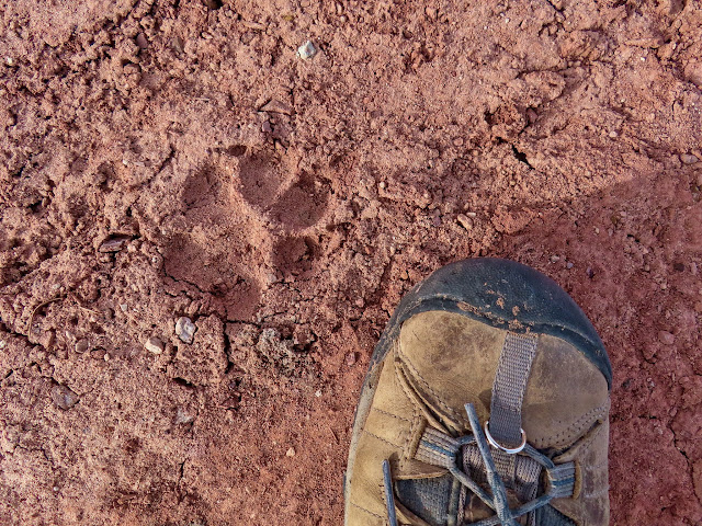 Bobcat track