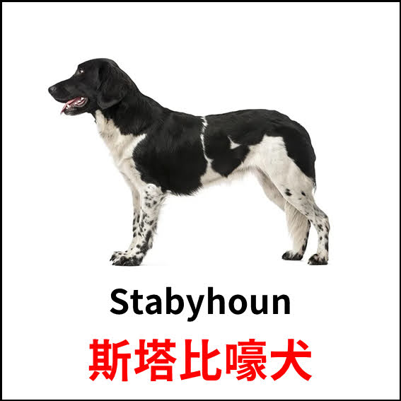 Stabyhoun - 斯塔比嚎犬 - 狗狗品種