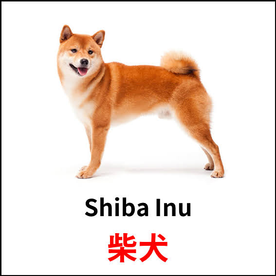 Shiba Inu - 柴犬 - 狗狗品種