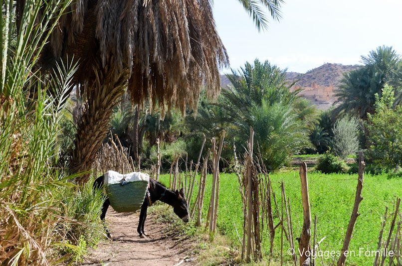 Taroudant - Oasis Tiout Palmeraie