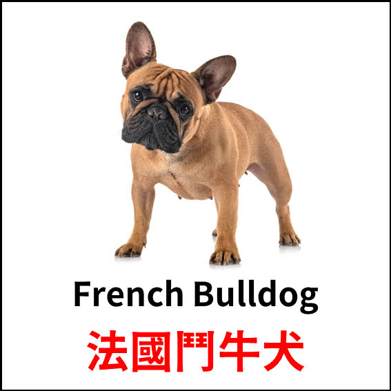 French Bulldog - 法國鬥牛犬 - 狗狗品種