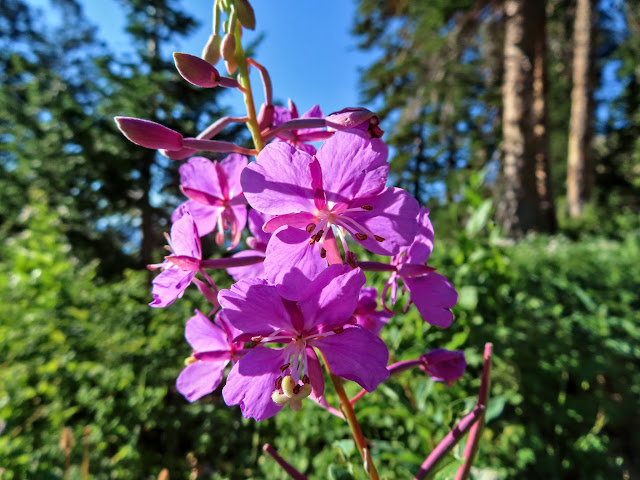 Fireweed