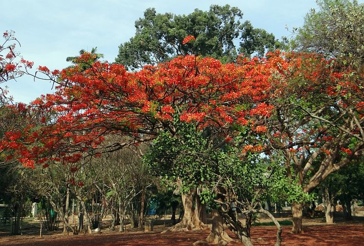 hoa phượng đẹp nhất