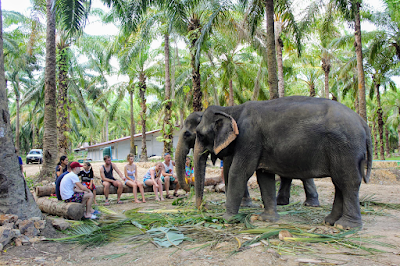 Krabi Outback Explorer with Emerald Pool, Wareerak Hotspring and Elephant Bathing