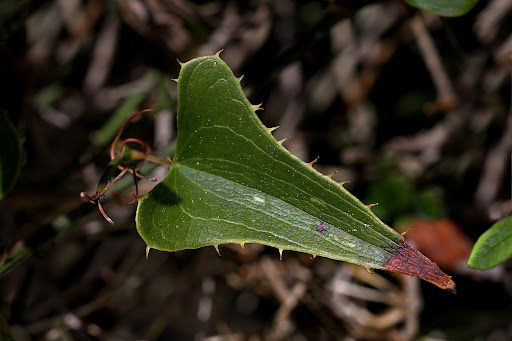 Smilax aspera