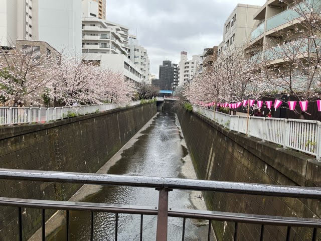 目黒川の満開の桜