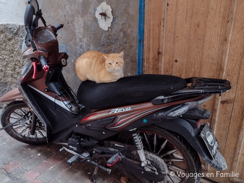 Essaouira et les chats