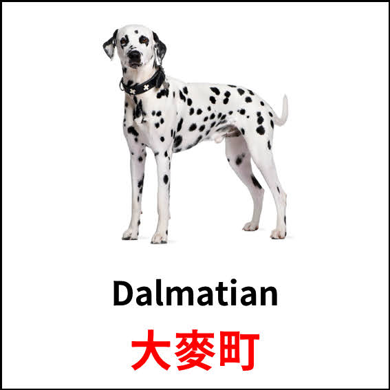 Dalmatian - 大麥町 - 狗狗品種