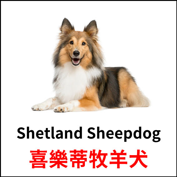 Shetland Sheepdog - 喜樂蒂牧羊犬 - 狗狗品種