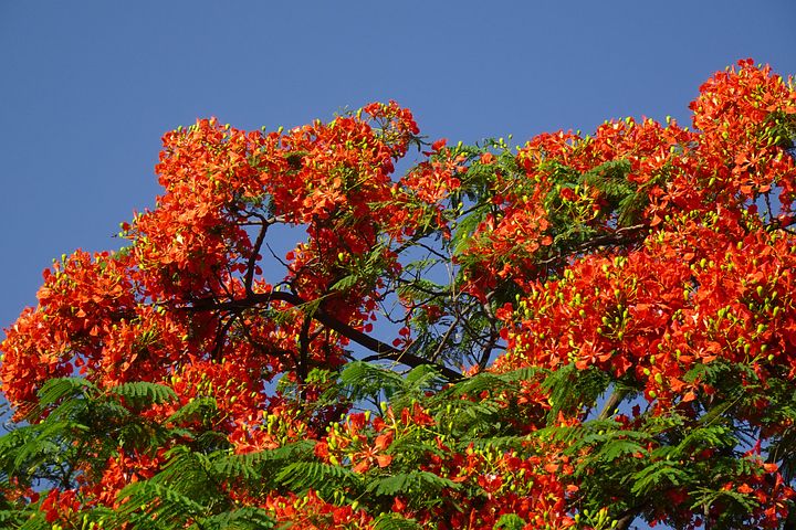 hoa phượng đẹp nhất