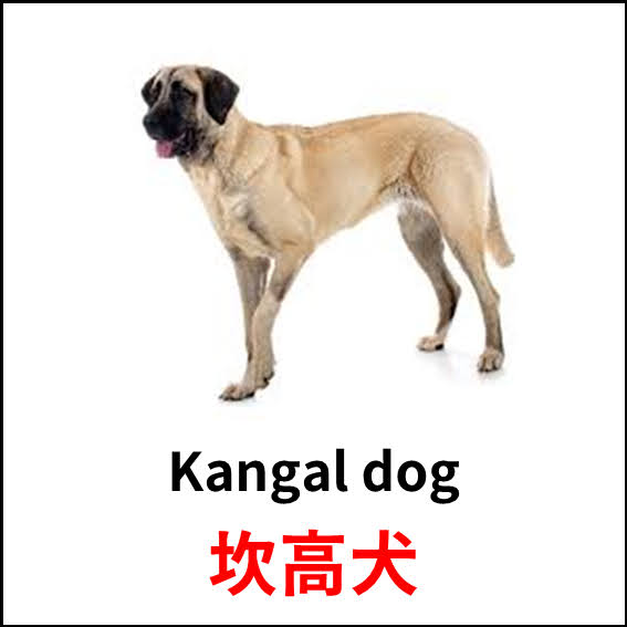 Kangal dog - 坎高犬 - 狗狗品種