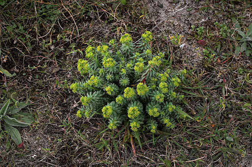 Euphorbia portlandica