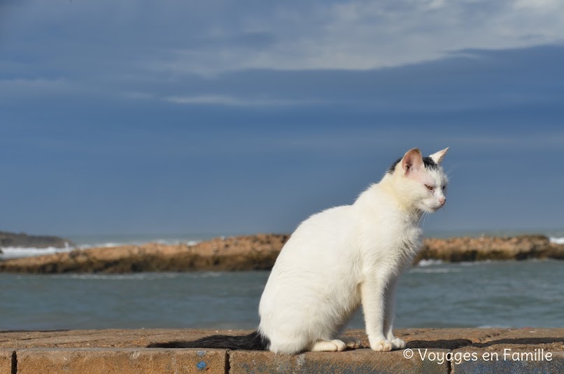 Essaouira et les chats