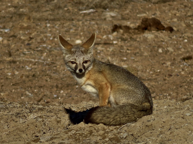 Cute little fox