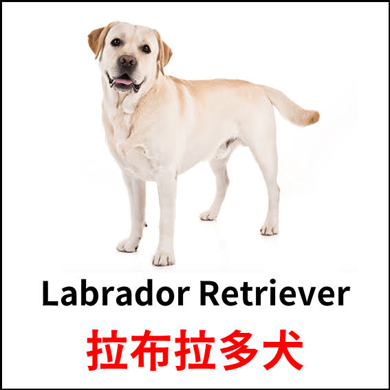 Labrador Retriever - 拉布拉多犬 - 狗狗品種