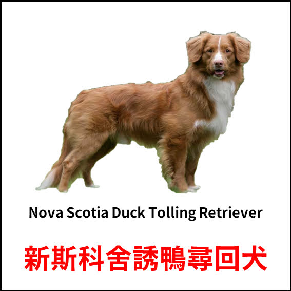 Nova Scotia Duck Tolling Retriever - 新斯科舍誘鴨尋回犬 - 狗狗品種