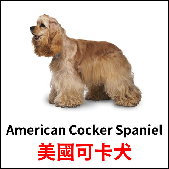 American Cocker Spaniel - 美國可卡犬 - 狗狗品種