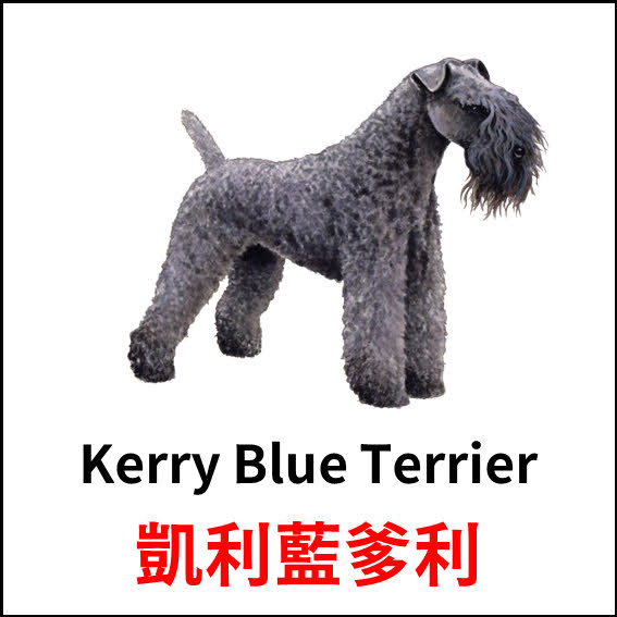 Kerry Blue Terrier - 凱利藍爹利 - 狗狗品種