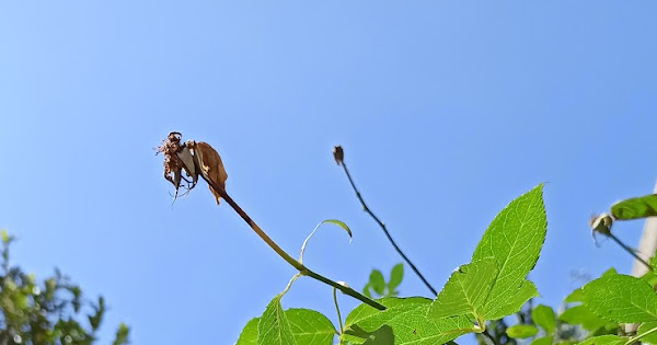 [問題] 自己種玫瑰花跟養蜂?