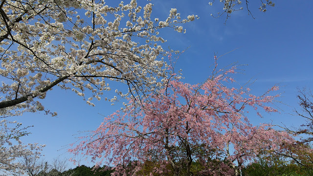 田んぼ方面の桜