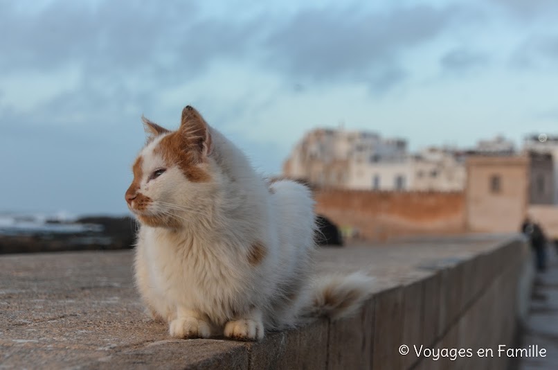 Essaouira et les chats