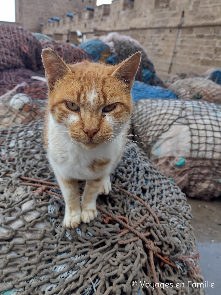 Essaouira chats