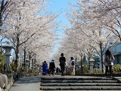 段葛の桜