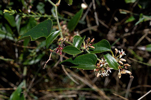 Smilax aspera