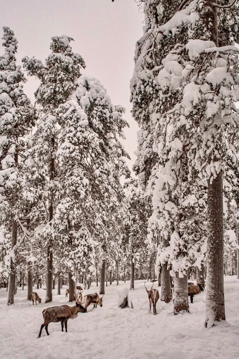 rendieren-in-lapland