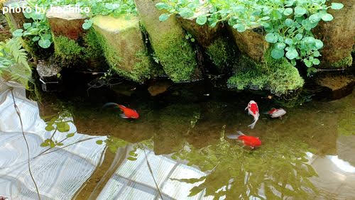 感想　ハーブ庭園　旅日記　山梨　河口湖