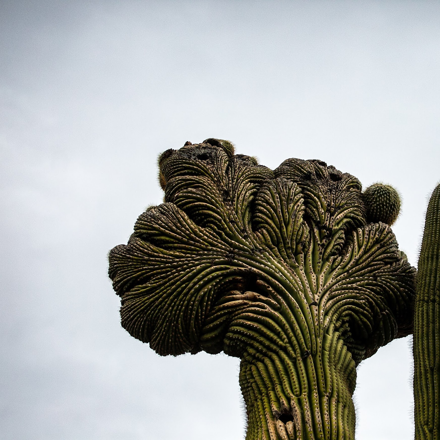 desert botanical gardens