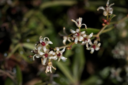 Smilax aspera