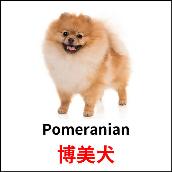 Pomeranian - 博美犬 - 狗狗品種