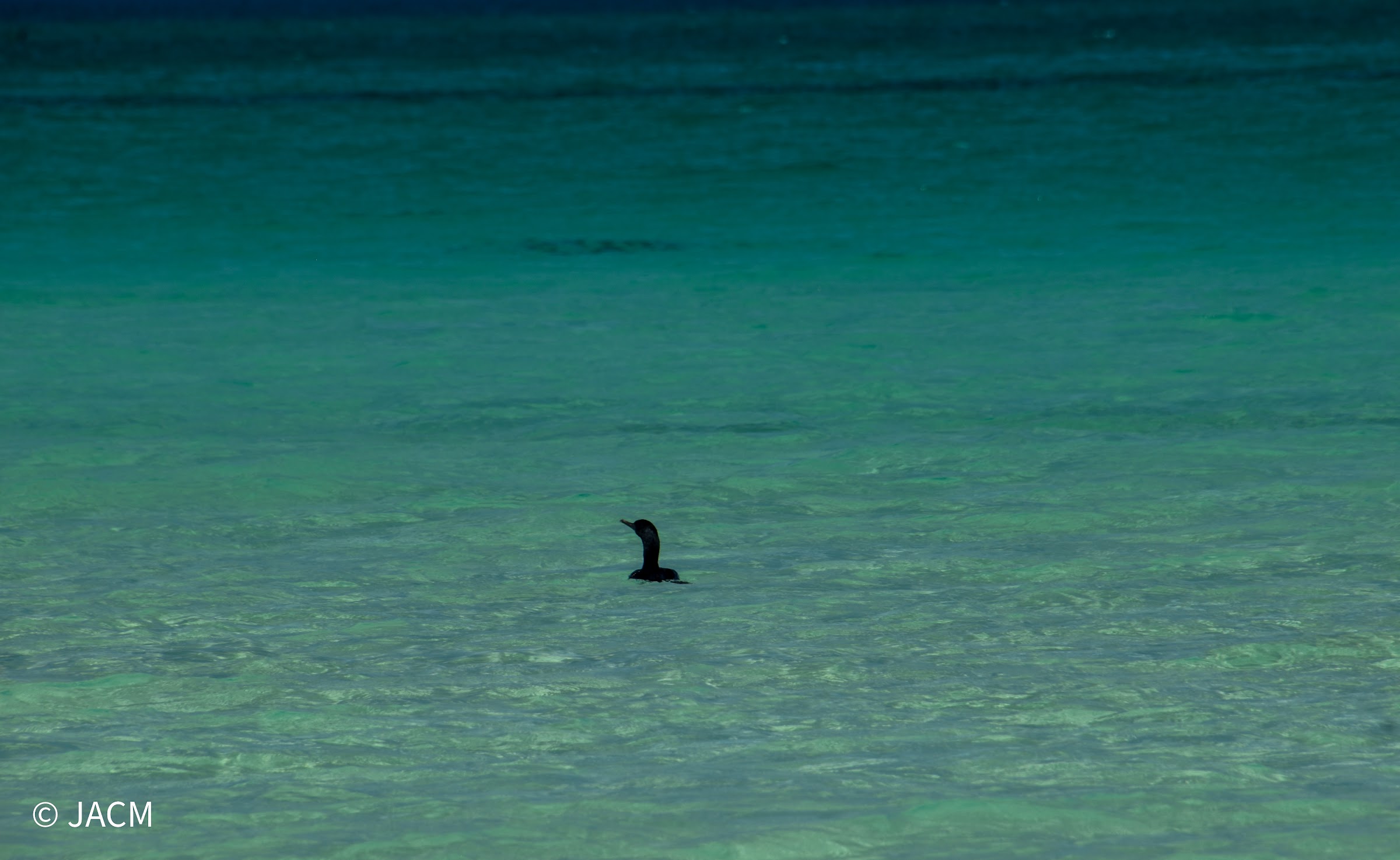 un cormorán