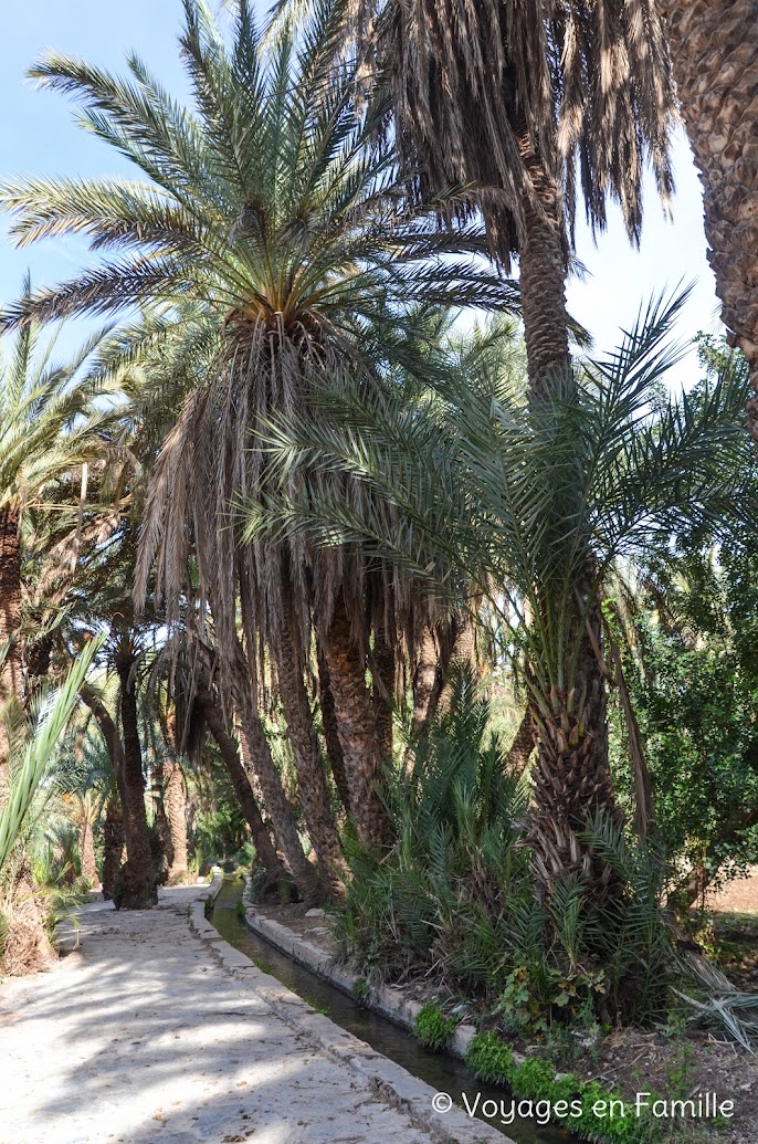 Taroudant, palmeraie Tiout