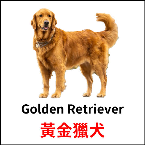 Golden Retriever - 黃金獵犬 - 狗狗品種