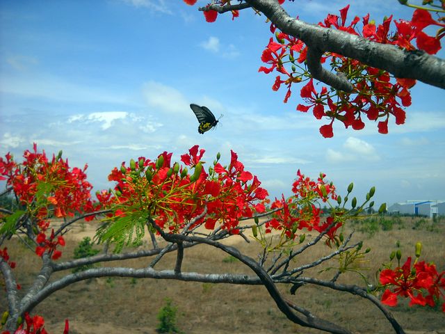 hoa phượng đẹp nhất